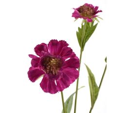 SCABIOSA 23" MAGENTA