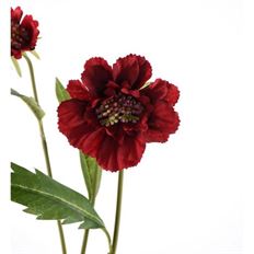 SCABIOSA 23" RED