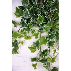 GARDEN IVY BUSH HNG 28" VARIEGATED