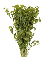 BUPLEURUM