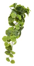 PEPEROMIA HANGING BUSH 24" GREEN
