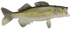 FISH WALLEYE 16" NATURAL