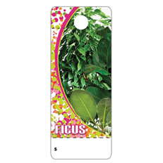CARE TAGS FICUS 100PK