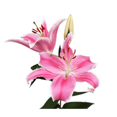 LILY ORIENTAL PINK