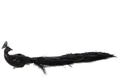 PEACOCK 50CM BLACK