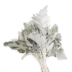 DUSTY MILLER
