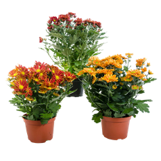 6" DAISY MUM