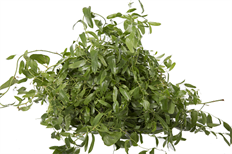 SMILAX WILD HALF BOX