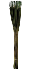 CATTAIL APPLE GREEN 50/PK