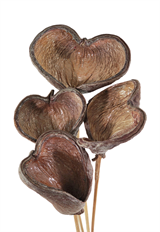 BADAM NUT LACQUERED 5/PK