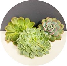 ECHEVERIA MEDIUM-9CM