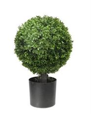 BOXWOOD BALL 14" TREE 20" GR