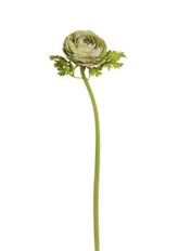 RANUNCULUS DRY GARDEN 21" GRN/PU
