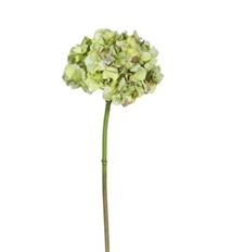 HYDRANGEA 19" GREEN
