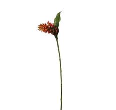 GINGER FEATHER ORANGE RED 37.5"