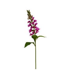 FOXGLOVE FUSCHIA 31.5"