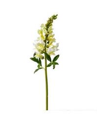 SNAPDRAGON 20.5" TALISMAN