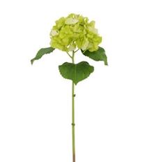 HYDRANGEA 23.5" NT LIGHT GREEN