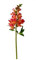 SNAPDRAGON 20.5" ORANGE