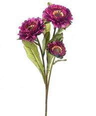 ASTER SPRAY X 3 17" PURPLE