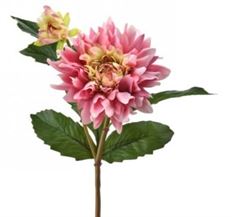 DAHLIA JUST CUT 21" MAUVE