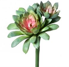 KALE SUCCULENT 7" PINK/GRN