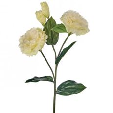 LISIANTHUS X2 24.5" WHITE/GREEN