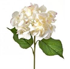 HYDRANGEA 22" JUST CUT BLUSH