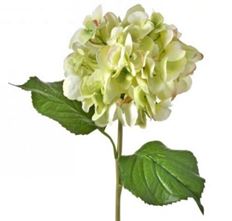 HYDRANGEA 22" JUST CUT DARK GREEN