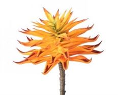 SUCCULENT PICK 7" FLAME