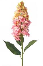 HYDRANGEA MATURE SNOW QUEEN 39"