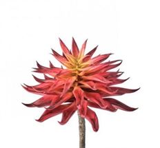 SUCCULENT STAR 7" RED