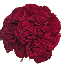 ROSE HEARTS