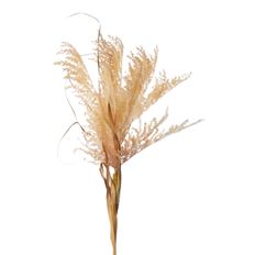 MOP GRASS SPRAY 41" CREAM