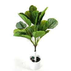 CALATHEA BUSH 24&quot; X5 TT GRN