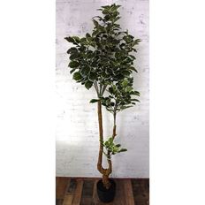 BIRCH TREE 6' VARIGATED GREEN