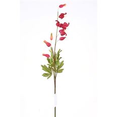 CLERODENDRON 28" FUSCHIA