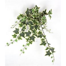 IVY CHARLESTON VARIGATED 35.5" GR