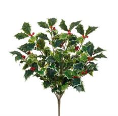 HOLLY BUSH VINE VARIGATED