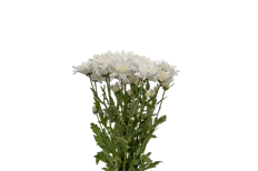 POM CUSHION WHITE