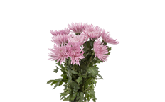 MUM FUJI SPIDER LAVENDER