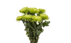 MUM FUJI SPIDER GREEN