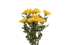 MUM FUJI SPIDER YELLOW