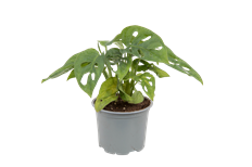 6"  SWISS CHEESE PHIL.