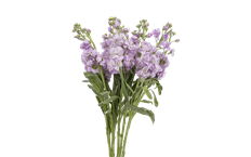 STOCK LAVENDER