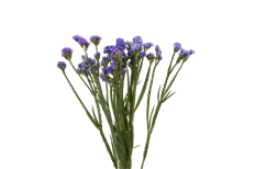 STATICE TISSUE LAVENDER