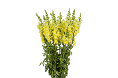 SNAPDRAGON YELLOW