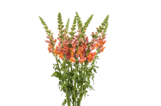 SNAPDRAGON ORANGE