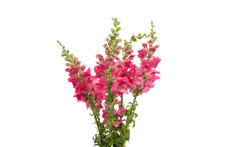SNAPDRAGON HOT PINK