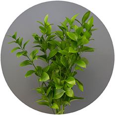 ISRAELI RUSCUS